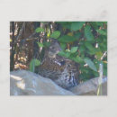 Search for bird postage postcards Wildlife