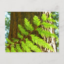 Search for evergreen tree postcards Botanical