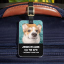 Search for corgi face Pembroke welsh corgi