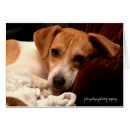 Search for jack photography Puppy