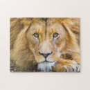 Search for big lion puzzles Closeup