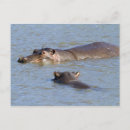 Search for national river postcards Hippopotamus