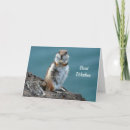 Search for grounded cards Ground squirrel
