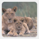 Search for lion portrait stickers Animal