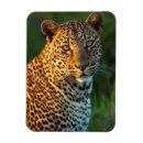 Search for panthera magnets Kenya