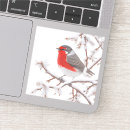 Search for red robin Snow