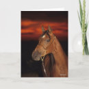 Search for stallion cards Sunset