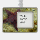 Search for bahamas christmas tree decorations Photography