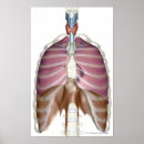 Search for organ system posters Lung