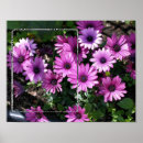 Search for daisy posters Floral