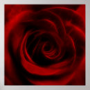 Search for romantic red rose posters Roses