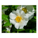 Search for rose macro posters Flower