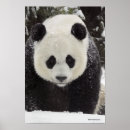 Search for smithsonian posters Giant panda
