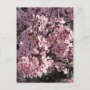 Search for cherry postcards Blossom
