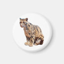 Search for big cat magnets Animal