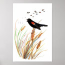 Search for blackbird posters Wildlife
