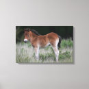 Search for pony canvas prints Foal