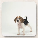 Search for beagle coasters Animals