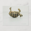 Search for tortoise shell postcards Animal
