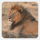 Search for lions mane stickers Africa