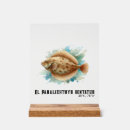 Search for flatfish Flounder