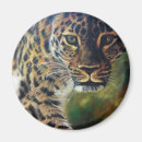 Search for leopard walks Wildlife