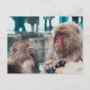 Search for monkey postcards Macaque