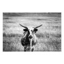Search for longhorn cattle posters Animals