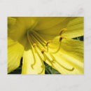 Search for daylily postcards Yellow