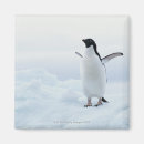 Search for antarctica magnets Penguins