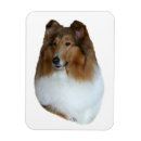 Search for colly magnets Lassie