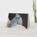 Search for pacific cards Blue