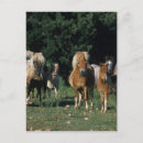 Search for miniatures postcards Bob langrish