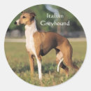 Search for italian greyhound stickers Breed