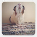 Search for cavy stickers Rodent