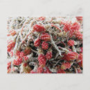 Search for guanaco postcards Patagonia