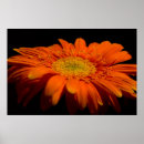 Search for gerber posters Flower