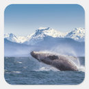Search for humpback whale stickers Ocean