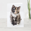 Search for calico kitten cards Cute