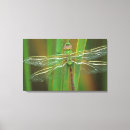 Search for pond canvas prints Dragonfly