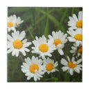 Search for aster tiles Outdoors