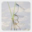 Search for damselflies stickers Insect