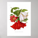 Search for bellflower art Vintage