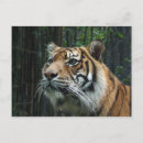 Search for sumatran postcards Big cats