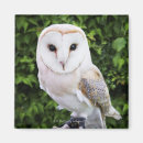 Search for alba magnets Wildlife