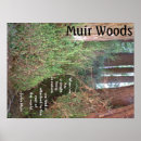Search for muir woods posters Redwood