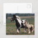 Search for gypsy vanners postcards Animal