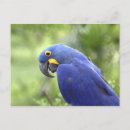 Search for macaws postcards Hyacinth macaw