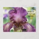 Search for iris garden postcards Flower