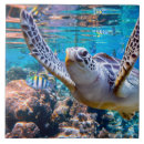 Search for coral reef tiles Turtle